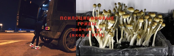 apvp Абаза